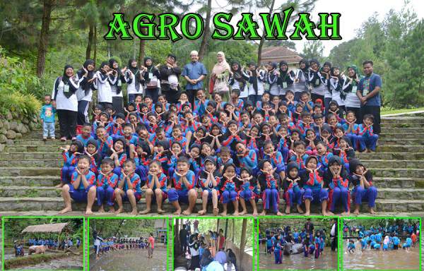 agro-sawah